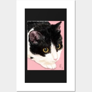 Black and White Cat on a Pink Background Posters and Art